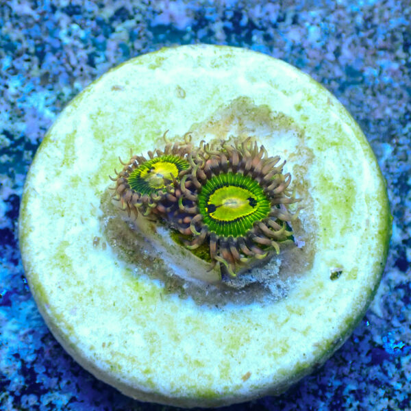 TC Zoanthus Buttkisser - Imagen 2