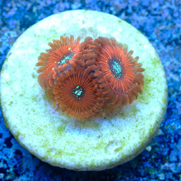 TC Zoanthus Red Magicians - Imagen 2