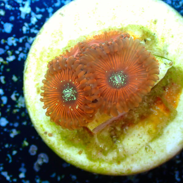 TC Zoanthus Red Magicians - Imagen 2