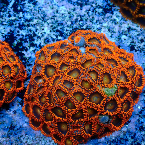 TC Zoanthus Orange Explosion colonia - Imagen 2