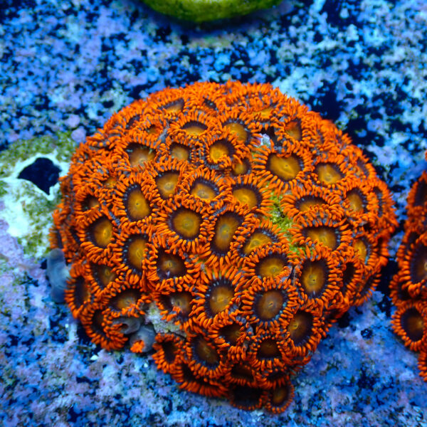 TC Zoanthus Orange Explosion colonia - Imagen 2