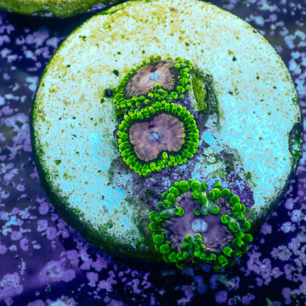 TC Zoanthus Purple Monster - Imagen 2