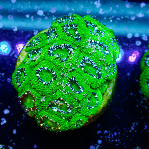 TC Micromussa amakusensis Hulk colonia - Imagen 2