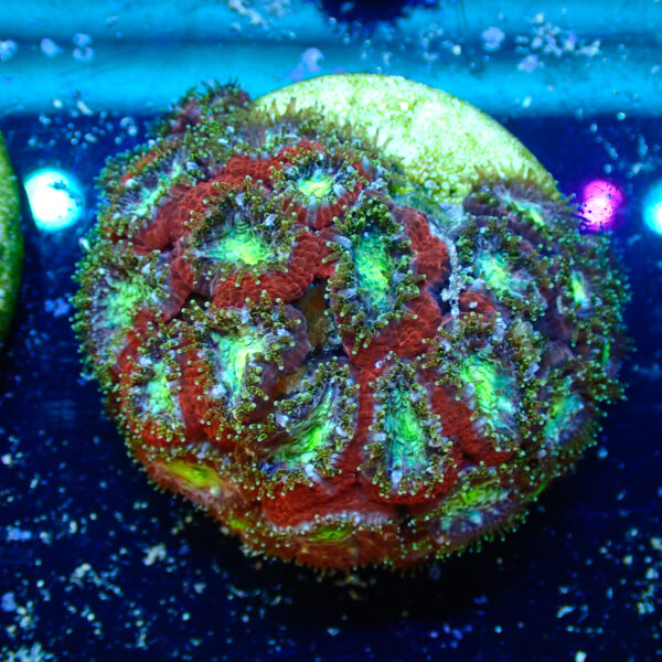 TC Micromussa amakusensis Toxic Mouth mini colonia - Imagen 2