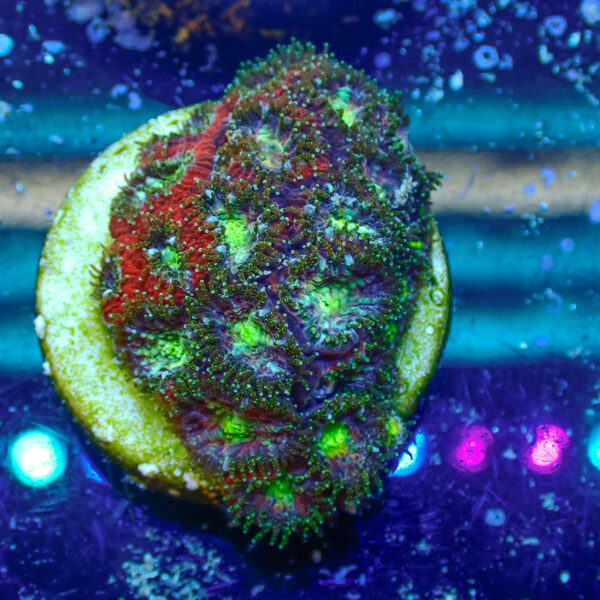 TC Micromussa amakusensis Toxic Mouth mini colonia - Imagen 2