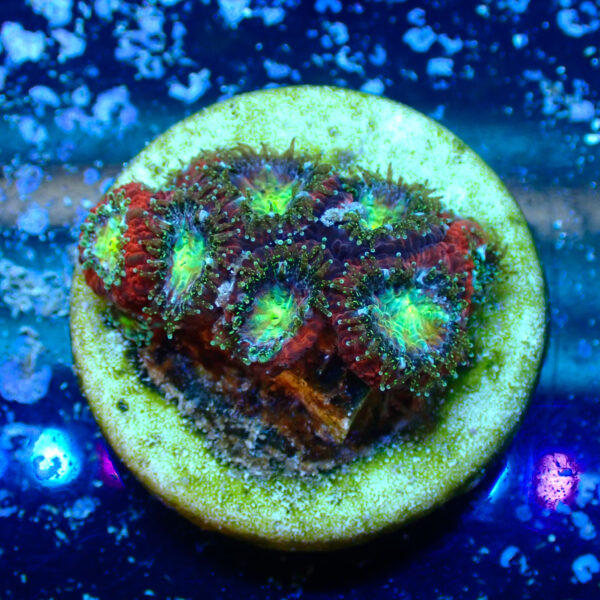 TC Micromussa amakusensis Toxic Mouth - Imagen 2