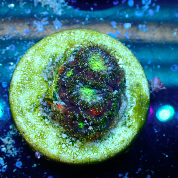 TC Micromussa amakusensis Toxic Mouth - Imagen 2