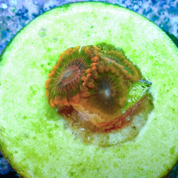 TC Zoanthus Speckled Krakatoa - Imagen 2