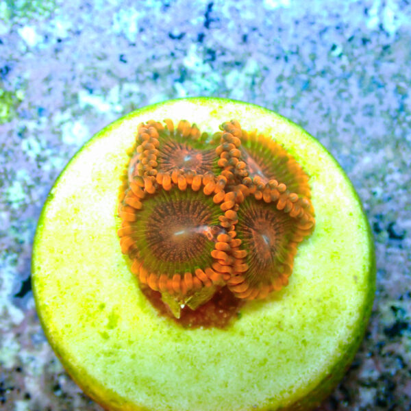 TC Zoanthus Speckled Krakatoa - Imagen 2