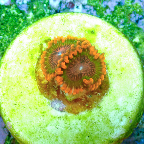 TC Zoanthus Speckled Krakatoa - Imagen 2