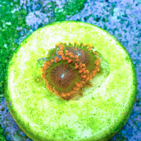 TC Zoanthus Speckled Krakatoa - Imagen 2