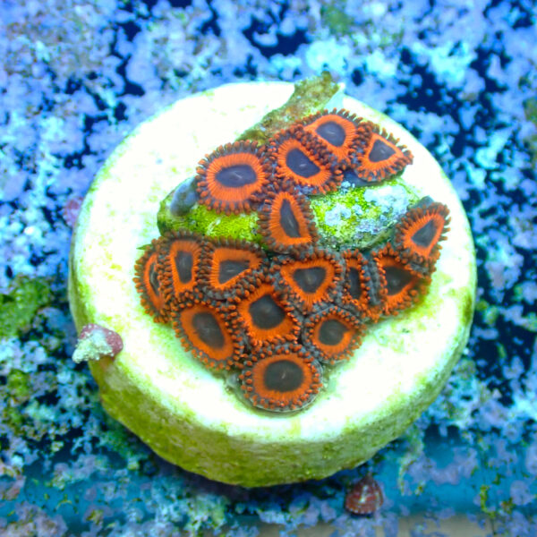 TC Zoanthus Kedd´s Reds - Imagen 2