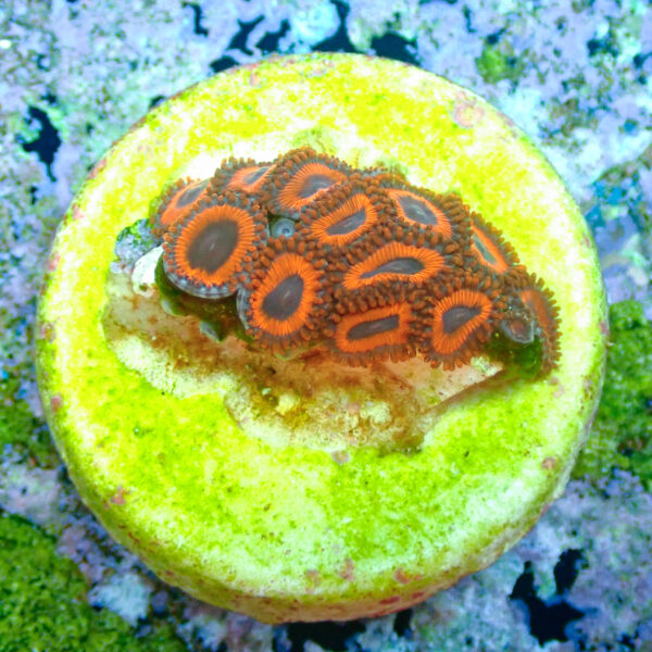 TC Zoanthus Kedd´s Reds - Imagen 2