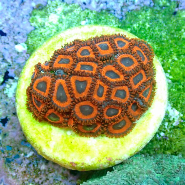 TC Zoanthus Kedd´s Reds frag XL - Imagen 2