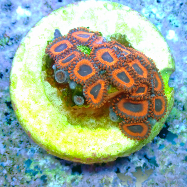 TC Zoanthus Kedd´s Reds - Imagen 2