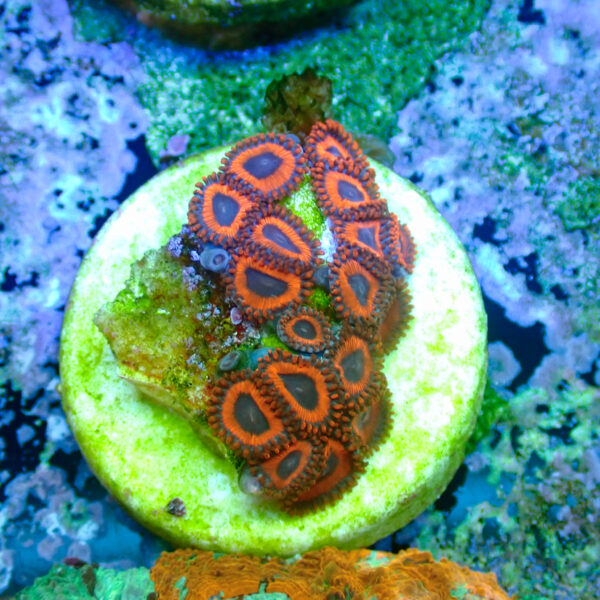 TC Zoanthus Kedd´s Reds - Imagen 2