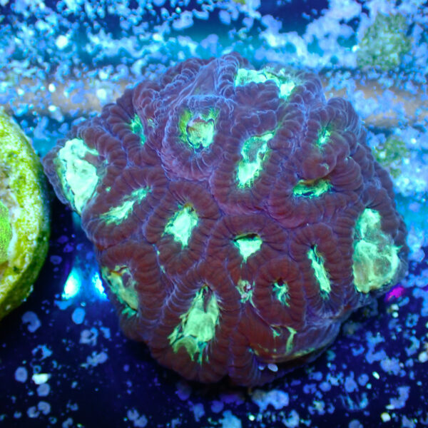 TC Favia Sky Eyes frag XL - Imagen 2