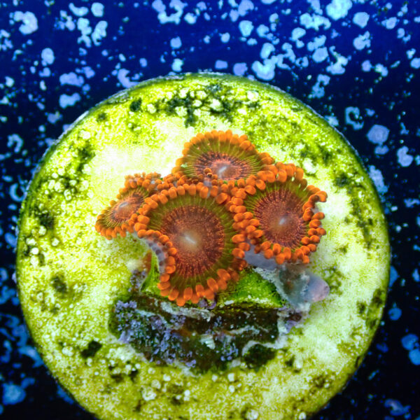 TC Zoanthus Speckled Krakatoa - Imagen 2