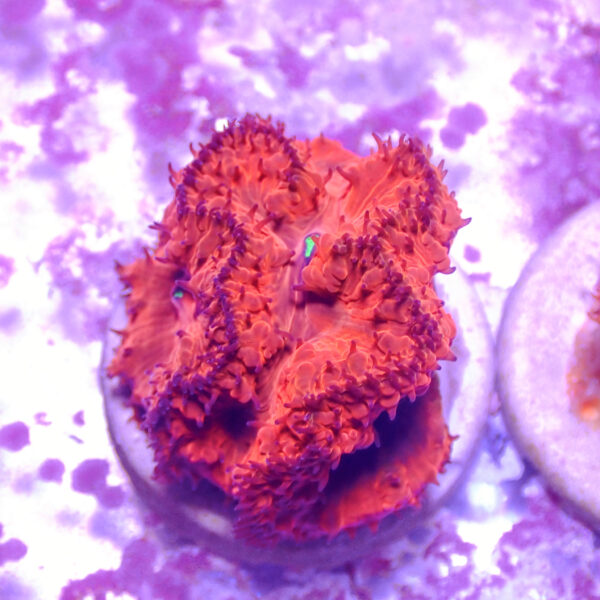 TC Blastomussa Bloodshot mini colonia - Imagen 2