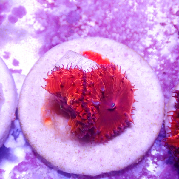 TC Blastomussa Bloodshot - Imagen 2