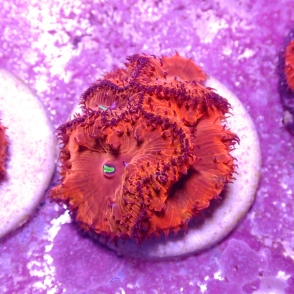 TC Blastomussa Bloodshot frag XL - Imagen 2