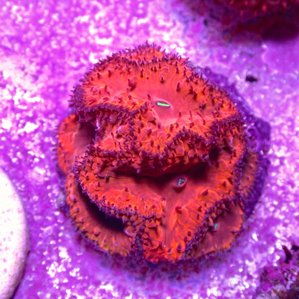 TC Blastomussa Bloodshot mini colonia - Imagen 2