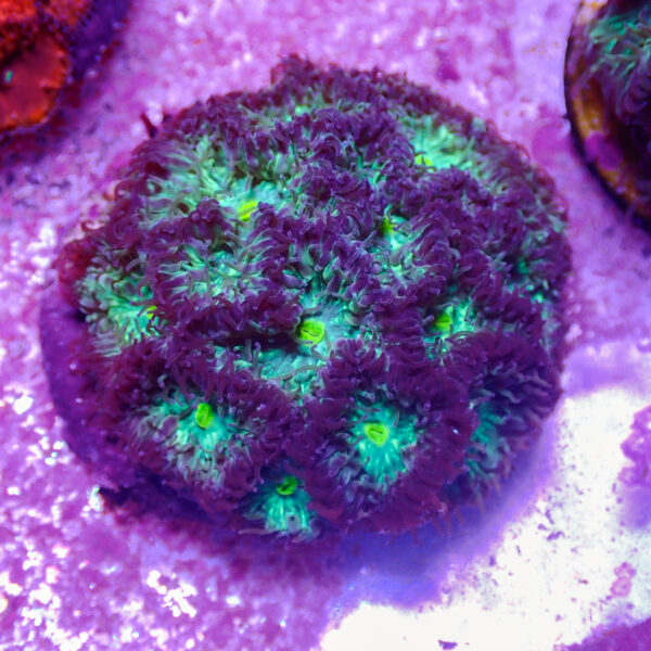 TC Blastomussa merletti Joker Mini colonia - Imagen 2