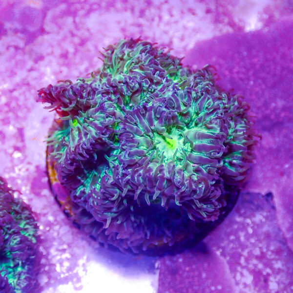 TC Blastomussa merletti Joker frag XL - Imagen 2