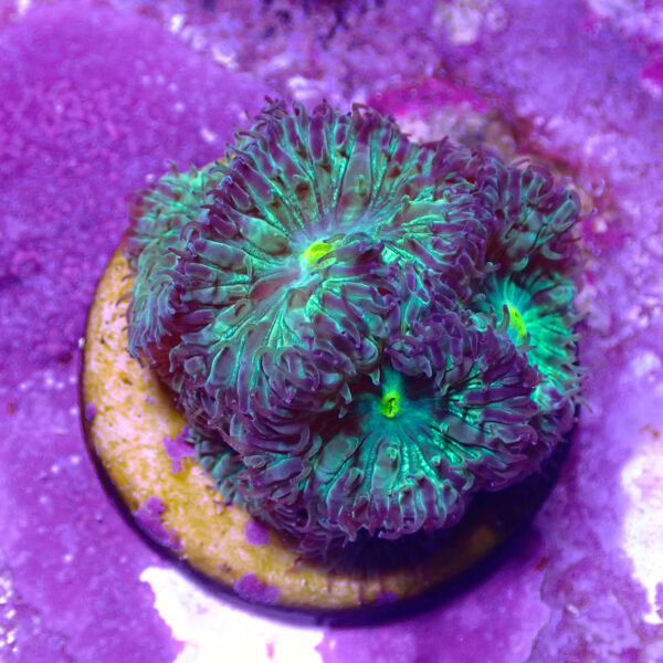 TC Blastomussa merletti Joker frag XL - Imagen 2