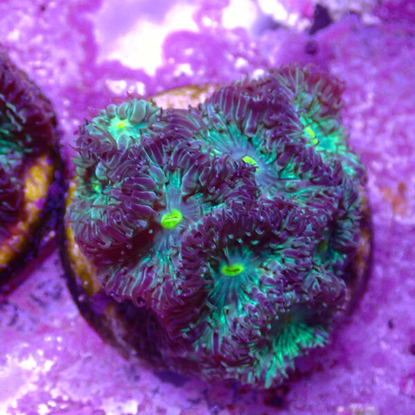 TC Blastomussa merletti Joker frag XL - Imagen 2