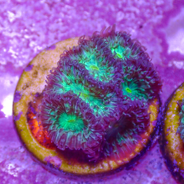 TC Blastomussa Merletti Joker frag XL - Imagen 2