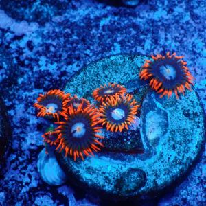 TC Zoanthus Fire & Ice