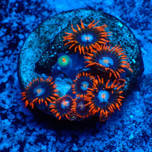 TC Zoanthus Fire & Ice