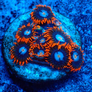 TC Zoanthus Fire & Ice