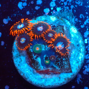 TC Zoanthus Fire & Ice