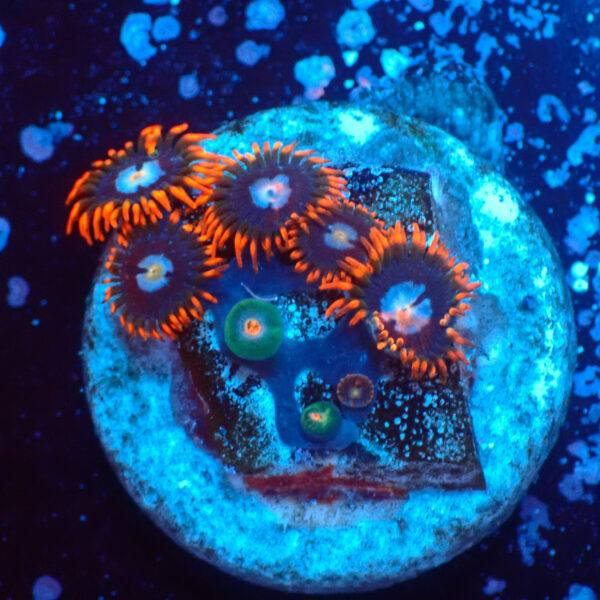 TC Zoanthus Fire & Ice