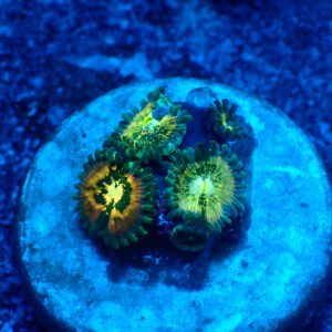 TC Zoanthus Hawaian People Eater