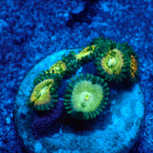 TC Zoanthus Hawaian People Eater