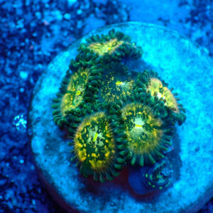 TC Zoanthus Hawaian People Eater