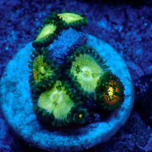 TC Zoanthus Hawaian People Eater