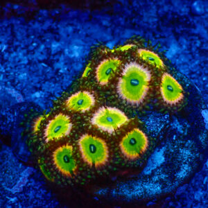 TC Zoanthus Candy Apple Pink Mini colonia