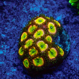 TC Zoanthus Candy Apple Pink Mini Colonia