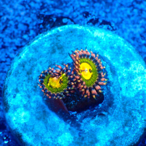TC Zoanthus Buttkisser
