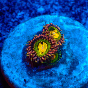 TC Zoanthus Buttkisser