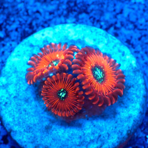TC Zoanthus Red Magicians