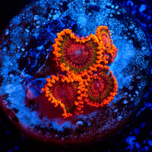 TC Zoanthus Speckled Krakatoa