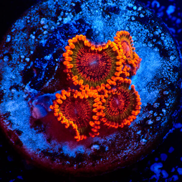 TC Zoanthus Speckled Krakatoa