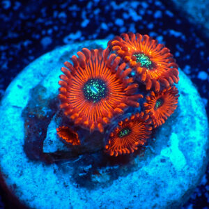 TC Zoanthus Red Magicians