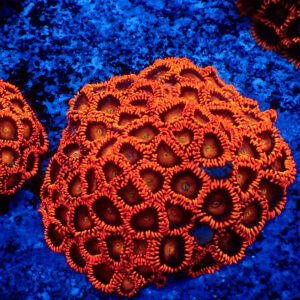 TC Zoanthus Orange Explosion colonia