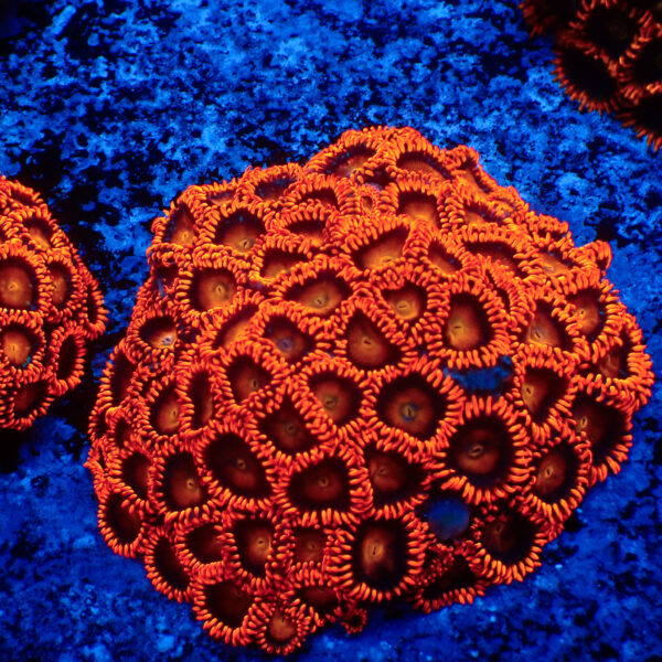 TC Zoanthus Orange Explosion colonia